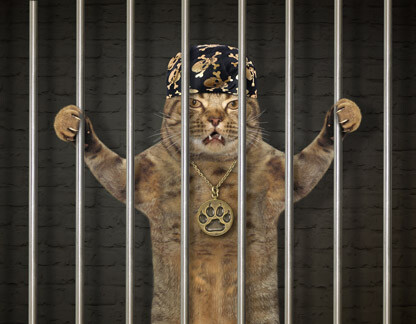 Cat-Jail