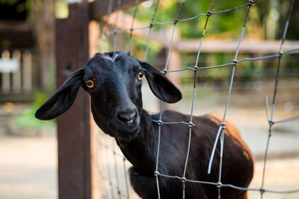 GoatInFence